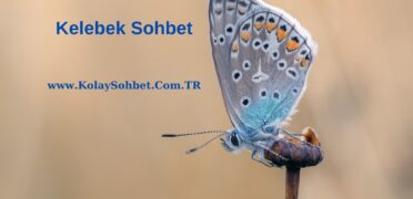 Kelebek Sohbet